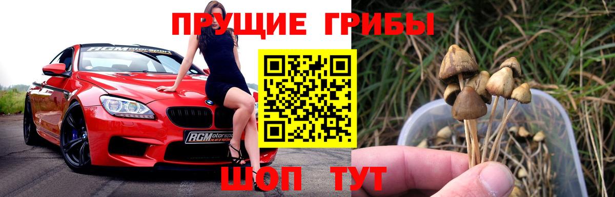 Псилоцибиновые грибы Cubensis  Вход с VPN  купить   Псилоцибиновые грибы Cubensis  Полысаево 